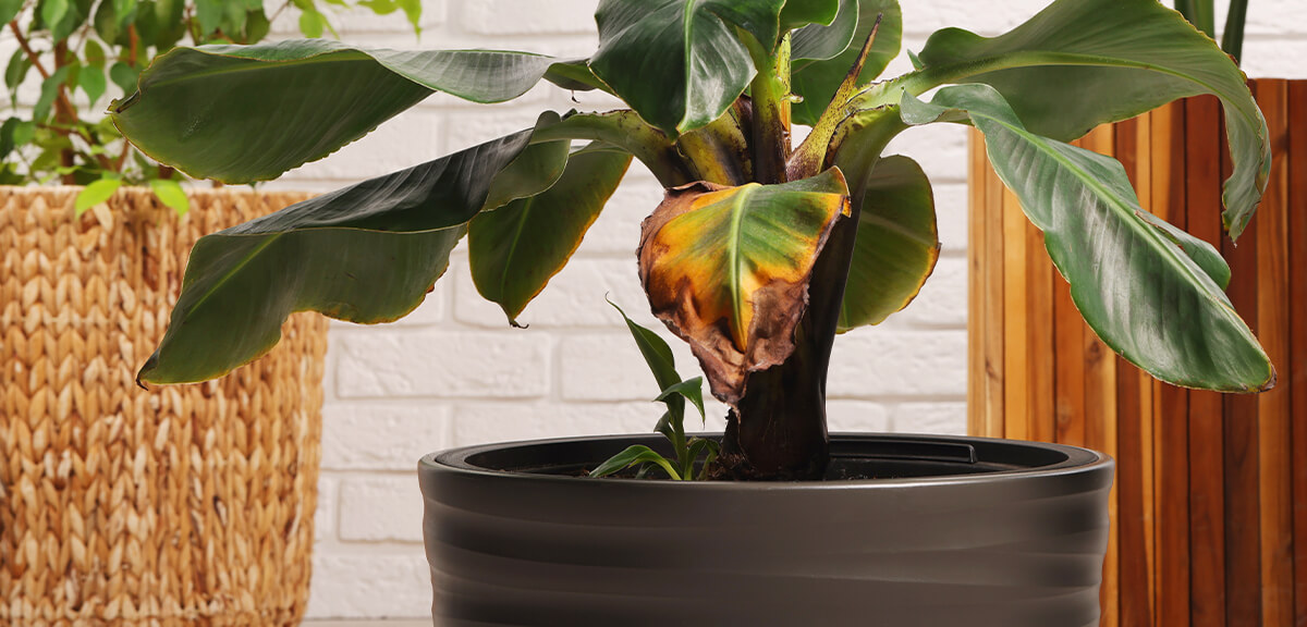 schultz-yellow-leaves-houseplants-causes-04