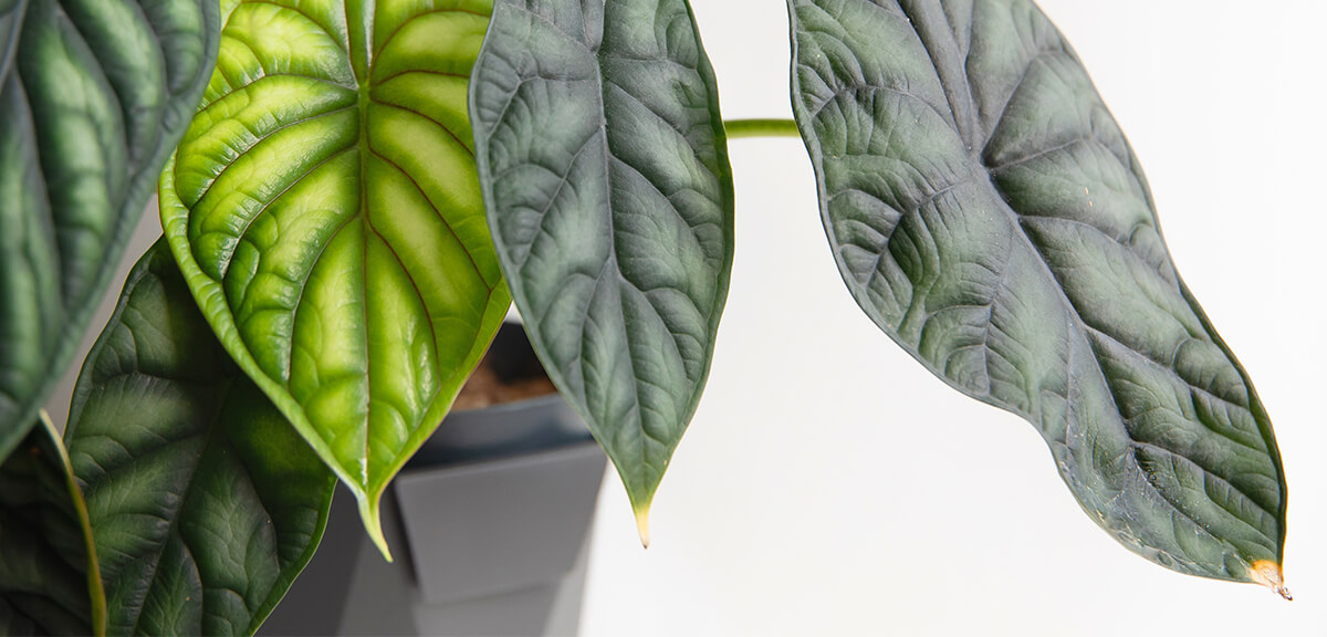 schultz-yellow-leaves-houseplants-causes-05