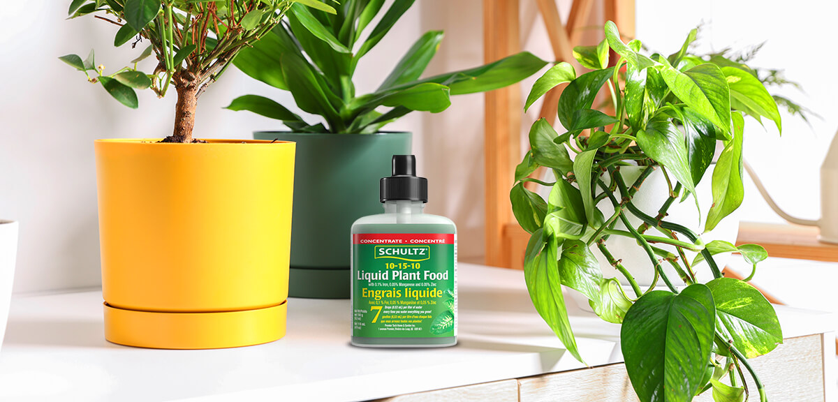schultz-yellow-leaves-houseplants-causes-06