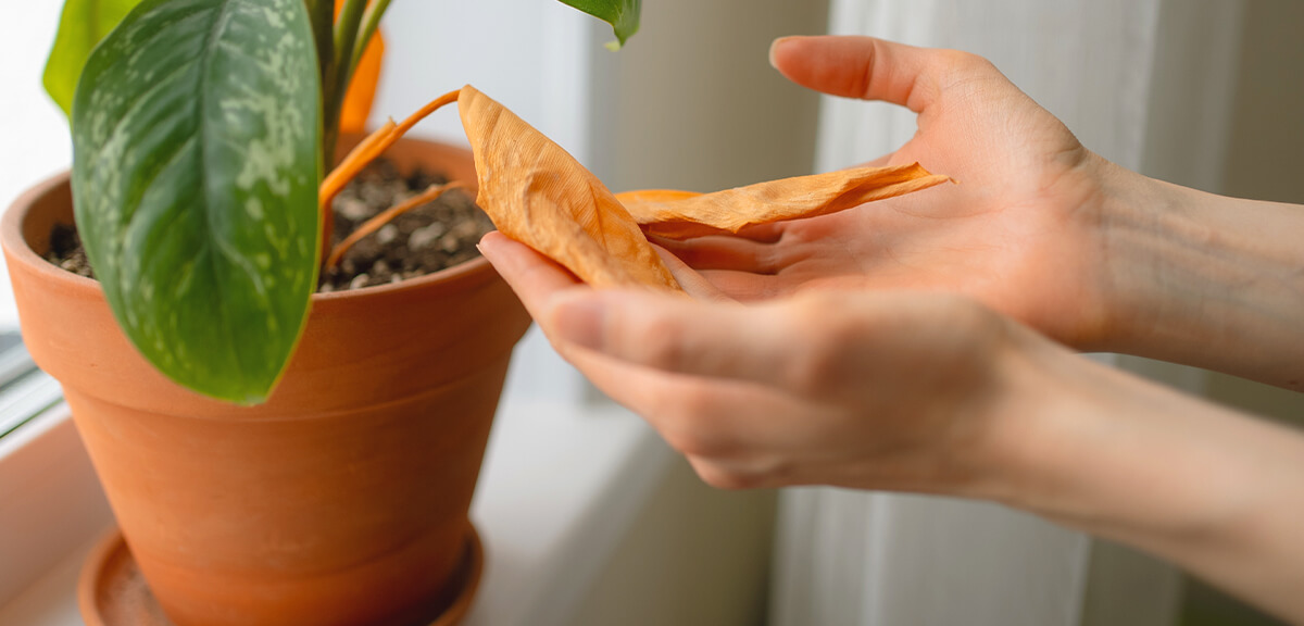 schultz-yellow-leaves-houseplants-causes-07