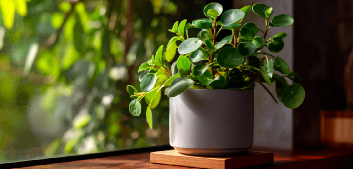 schultz-best-low-light-houseplants-02