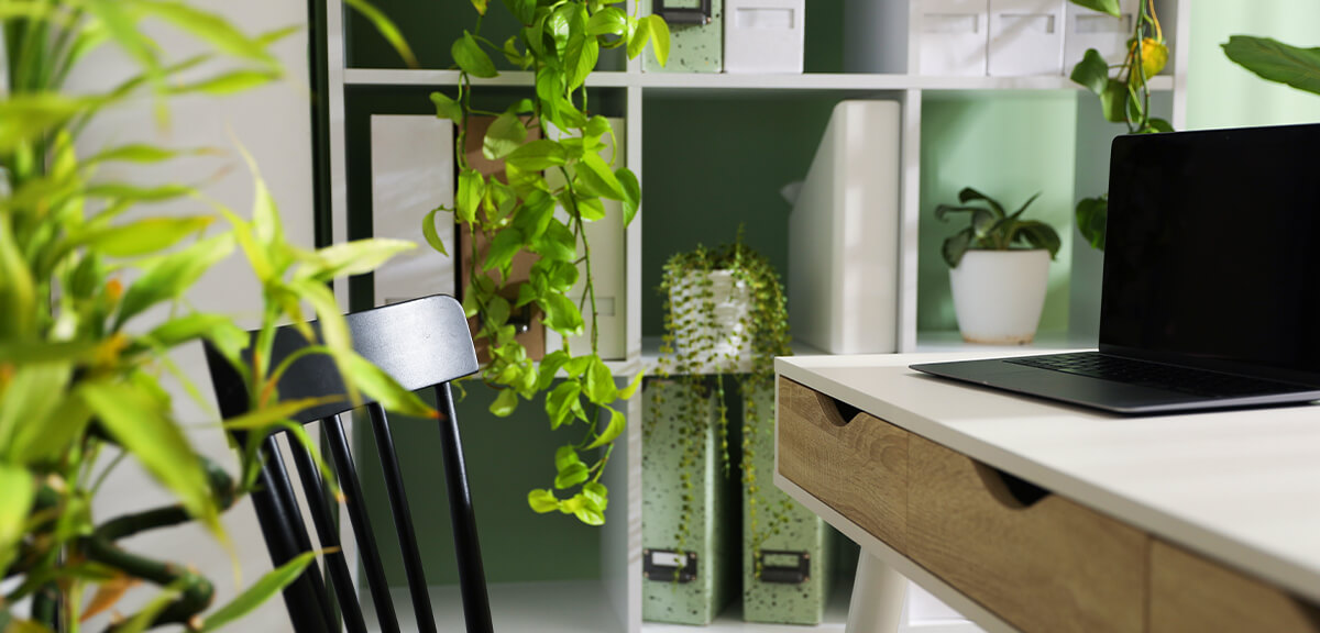 schultz-best-low-light-houseplants-03