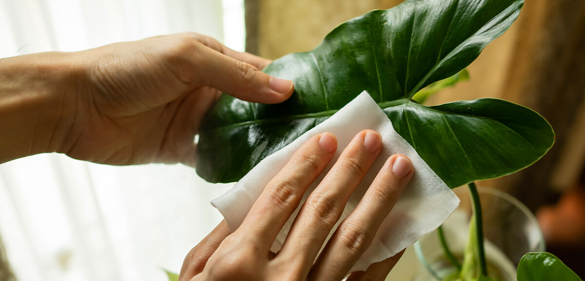 schultz-best-low-light-houseplants-05