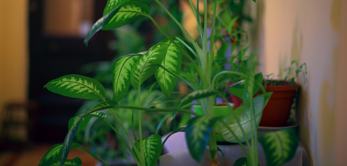 schultz-best-low-light-houseplants-07