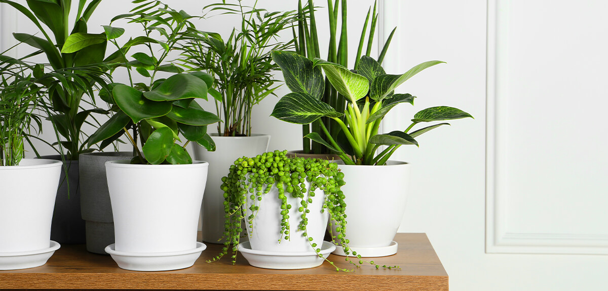 schultz-do-houseplants-purify-air-02