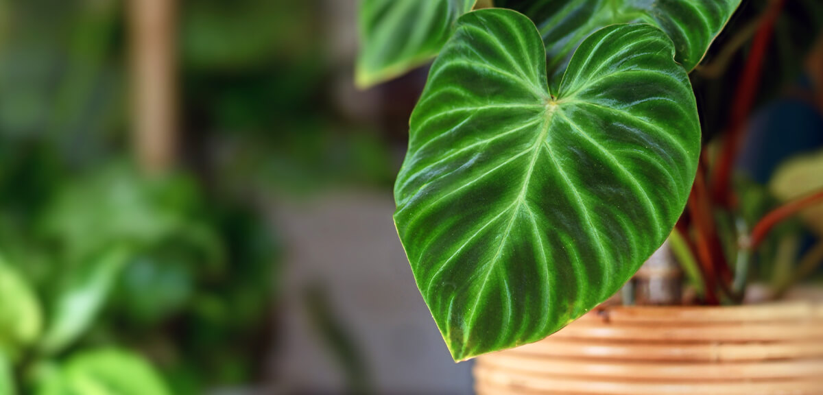 schultz-do-houseplants-purify-air-03