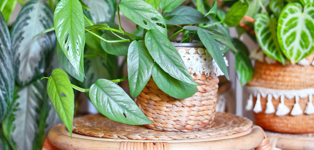 schultz-do-houseplants-purify-air-04