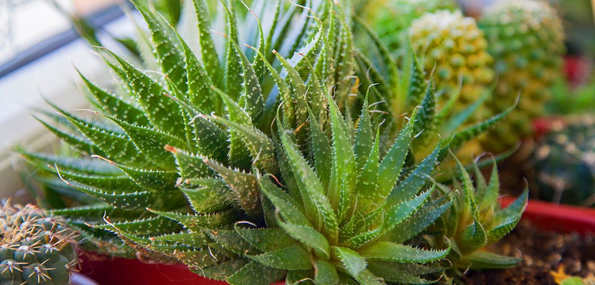 schultz-how-to-buy-houseplants-03