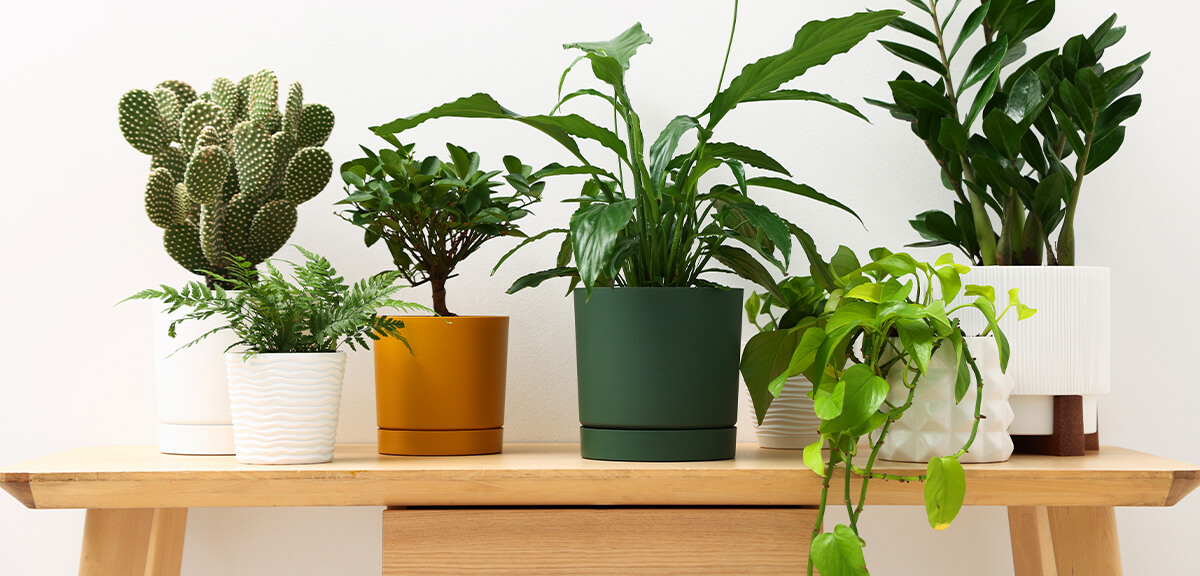 schultz-how-to-buy-houseplants-04