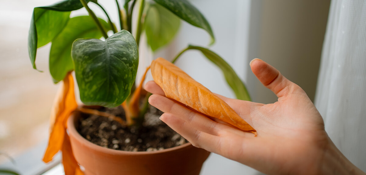 schultz-how-to-buy-houseplants-07