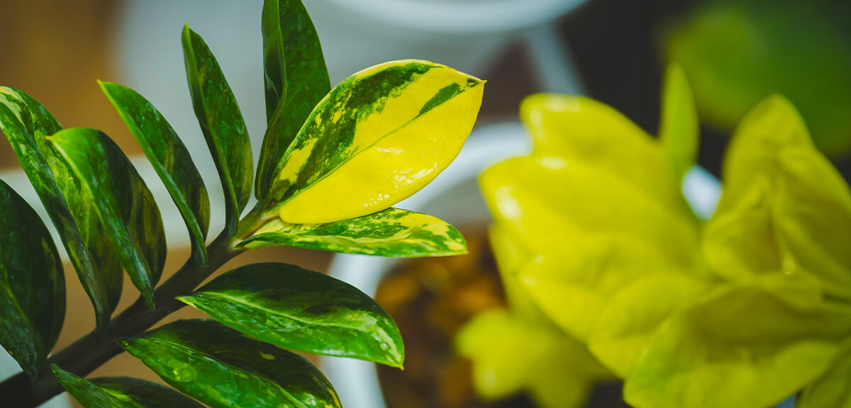 schultz-zz-plant-care-guide-02