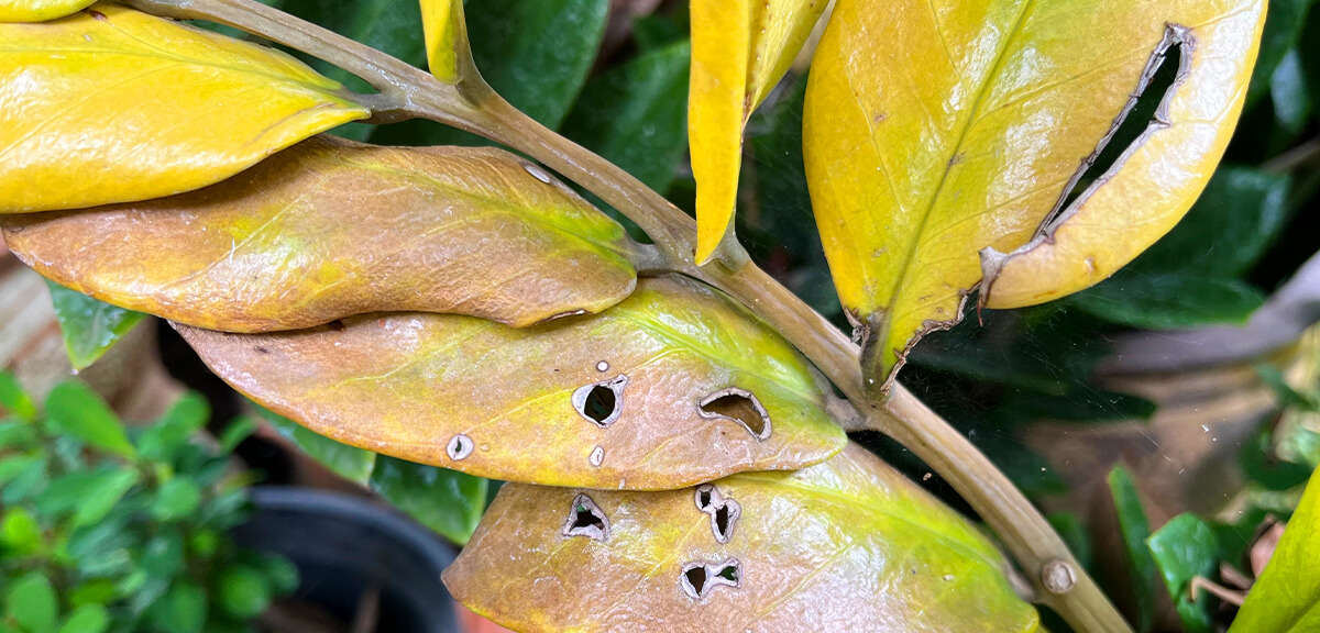 schultz-zz-plant-care-guide-03