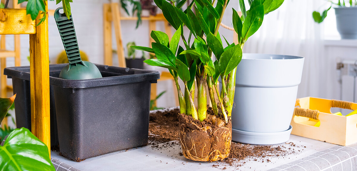 schultz-zz-plant-care-guide-04