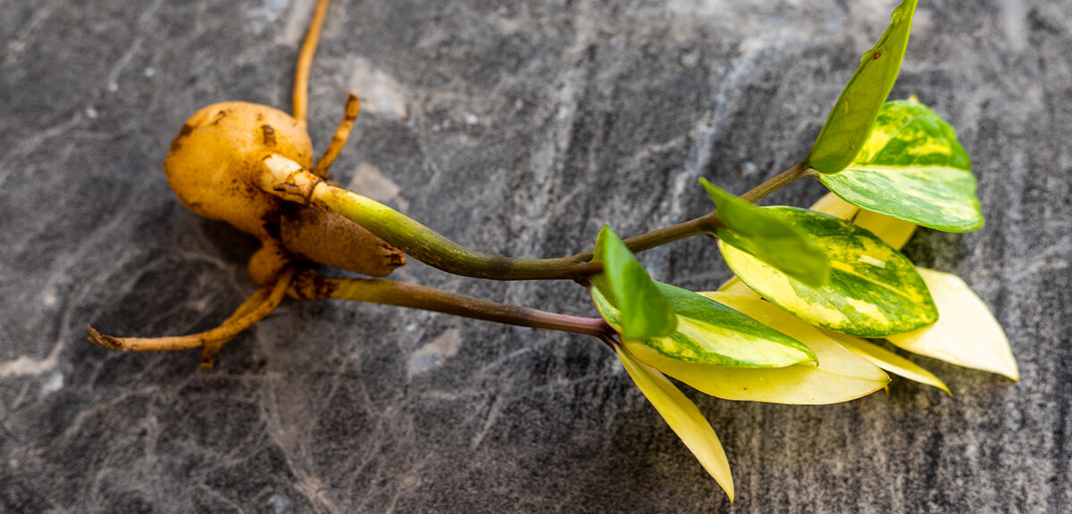 schultz-zz-plant-care-guide-02