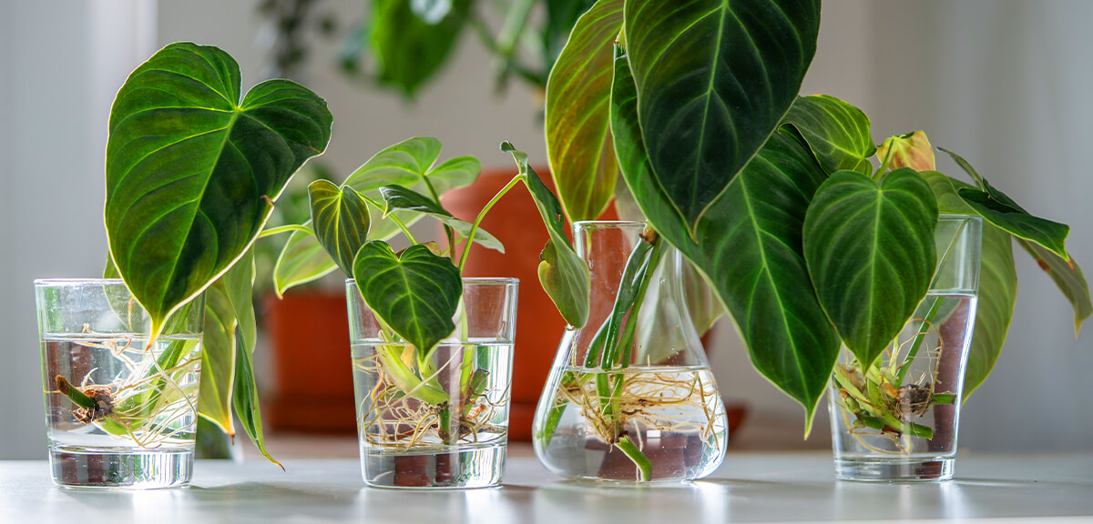 schultz-how-to-propagate-plants-02