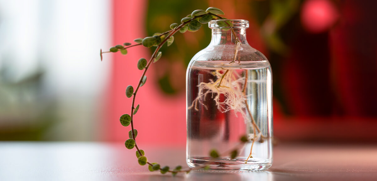 schultz-how-to-propagate-plants-03