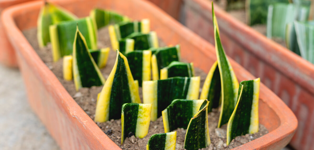 schultz-how-to-propagate-plants-04