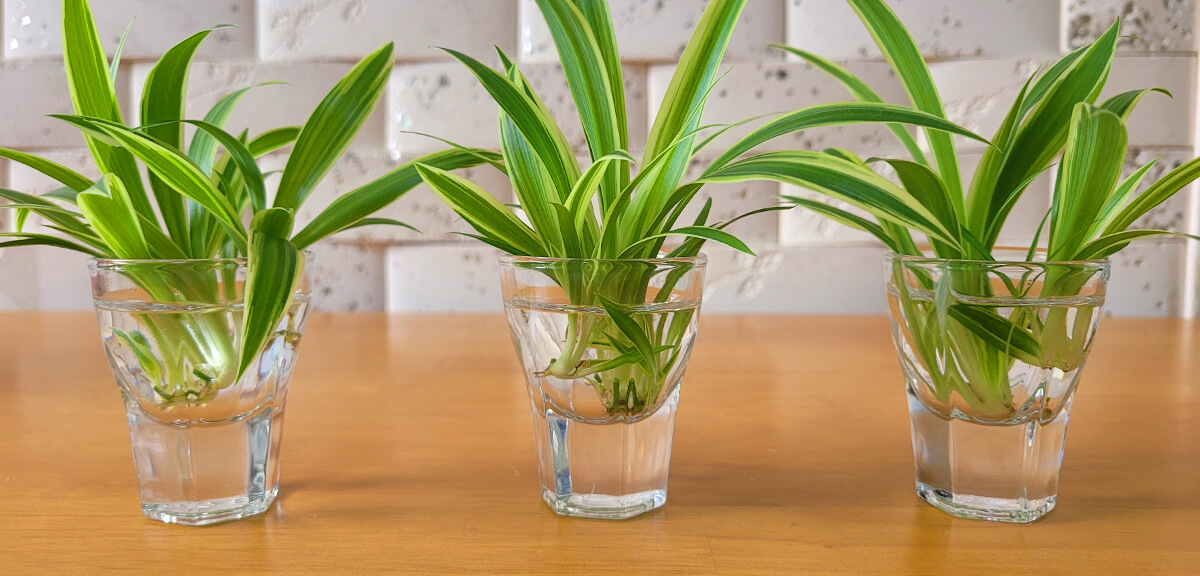 schultz-how-to-propagate-plants-06