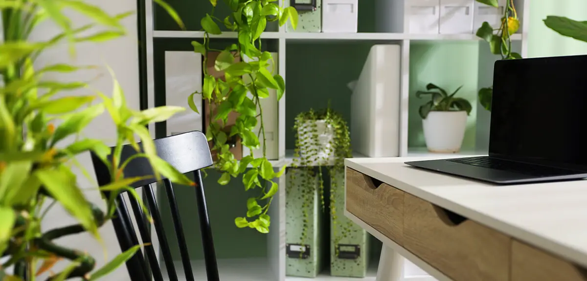 schultz-best-low-light-houseplants-03