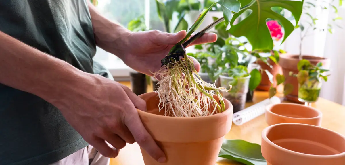 schultz-monstera-deliciosa-care-guide-05