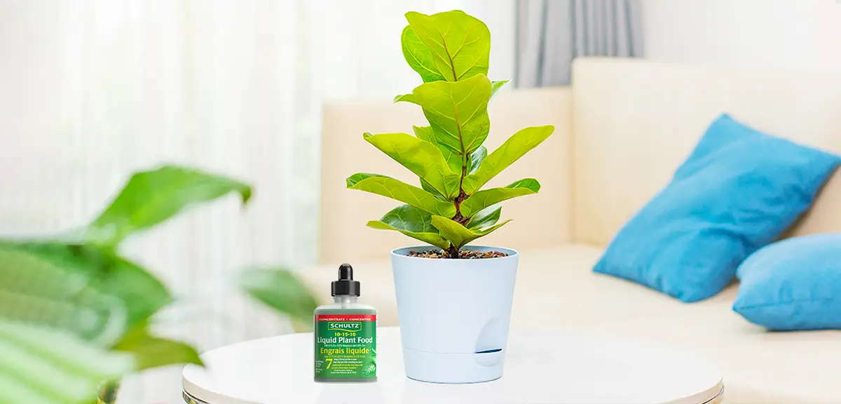 schultz-fiddle-leaf-fig-care-guide-05-1
