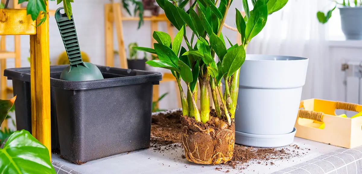 schultz-zz-plant-care-guide-04