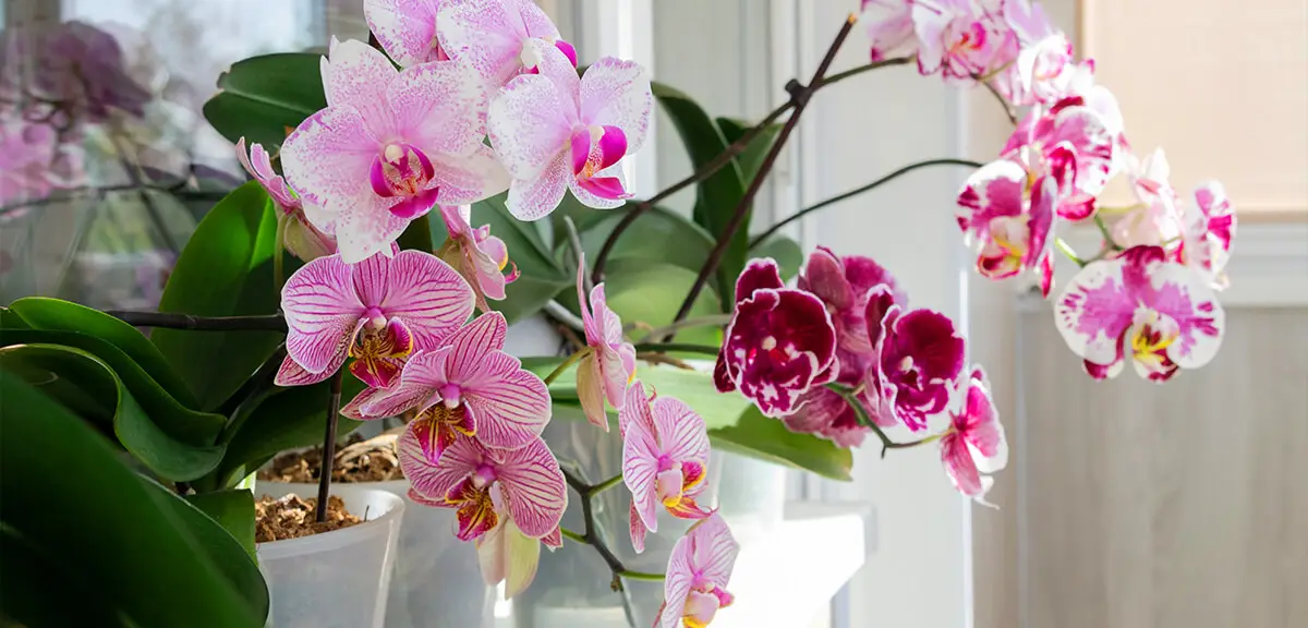 schultz-when-do-orchids-rebloom-02