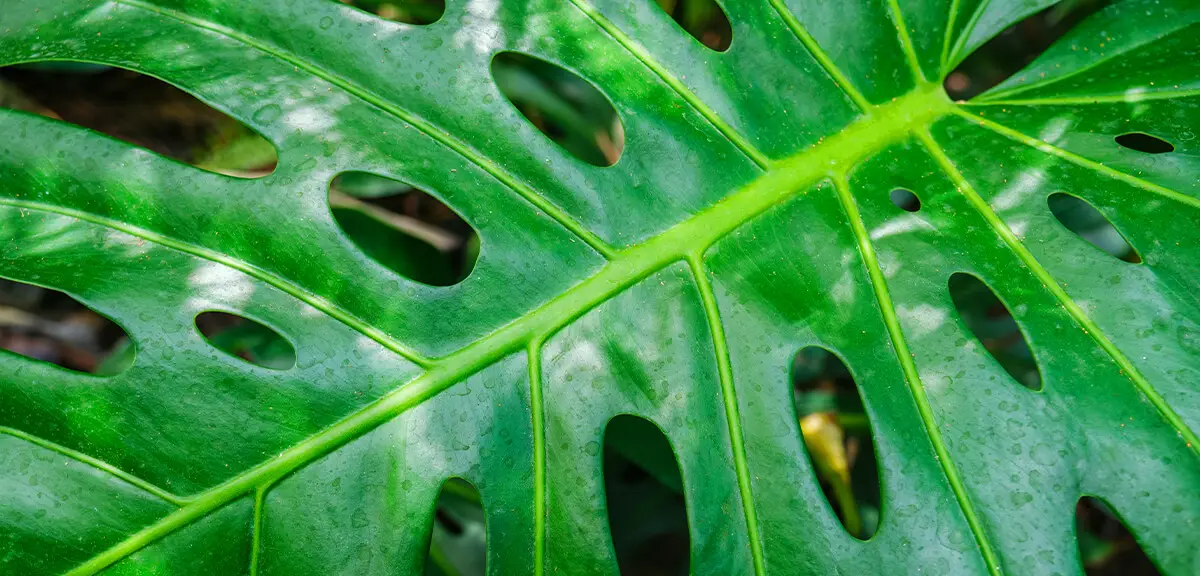 schultz-monstera-deliciosa-care-guide-02