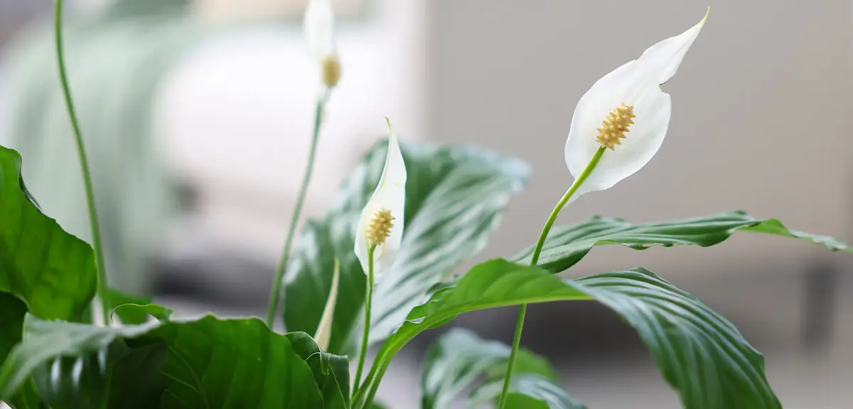 schultz-easy-indoor-plants-hard-to-kill-13