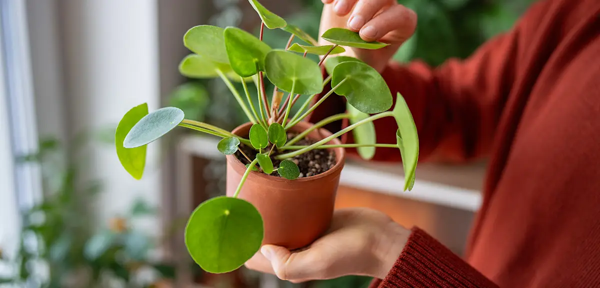 schultz-pilea-peperomioides-chinese-money-plant-care-03