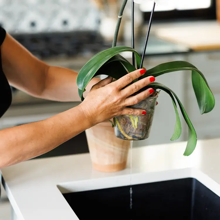 engrais-pour-plantes-schultz-comment-utiliser-etape-4-egouter
