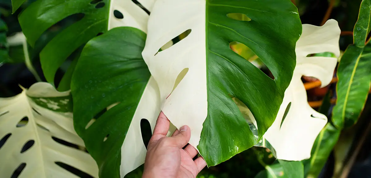 schultz-monstera-deliciosa-care-guide-07