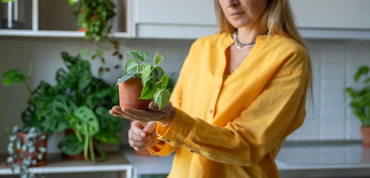 schultz-indoor-plant-care-for-beginners-03