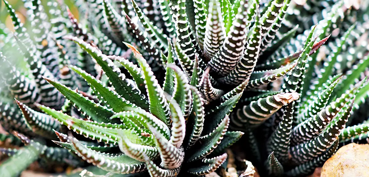 schultz-how-to-care-for-succulents-07
