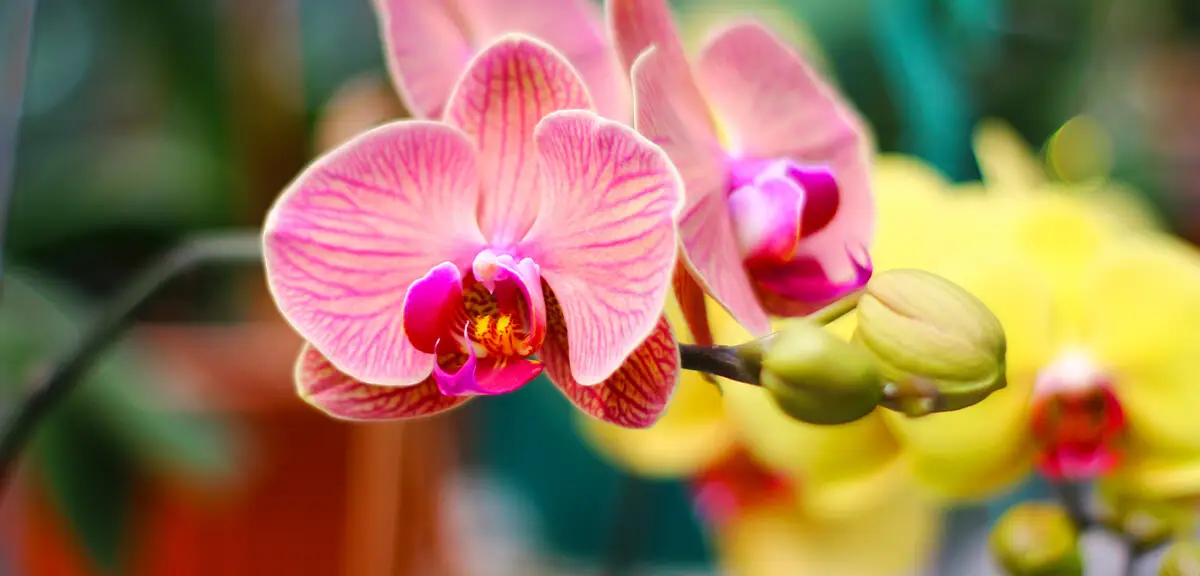 schultz-when-do-orchids-rebloom-04