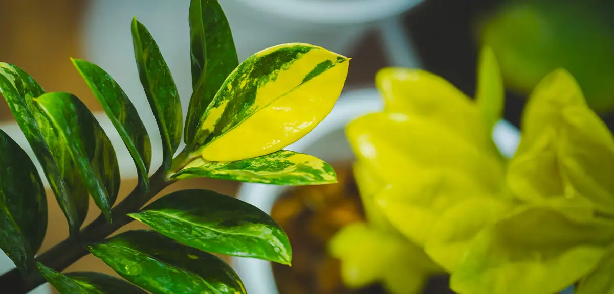 schultz-zz-plant-care-guide-02
