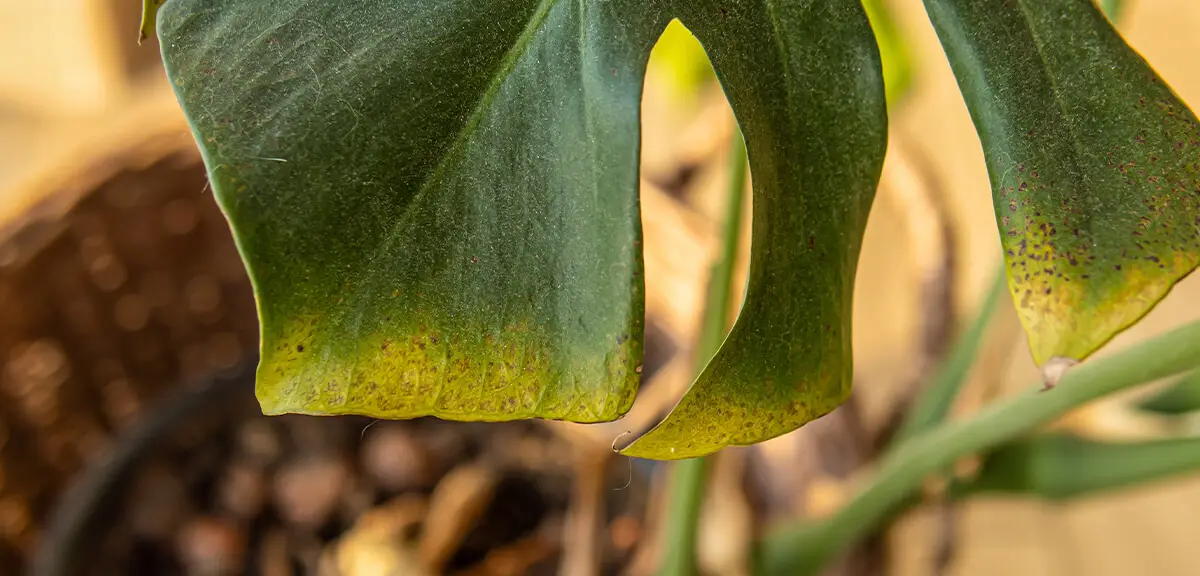 schultz-beginner-houseplant-mistakes-how-to-fix-03