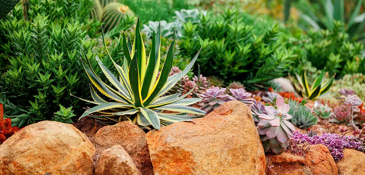 schultz-how-to-care-for-succulents-03