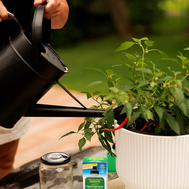 schultz-plant-food-how-to-use-step-3-water-plant