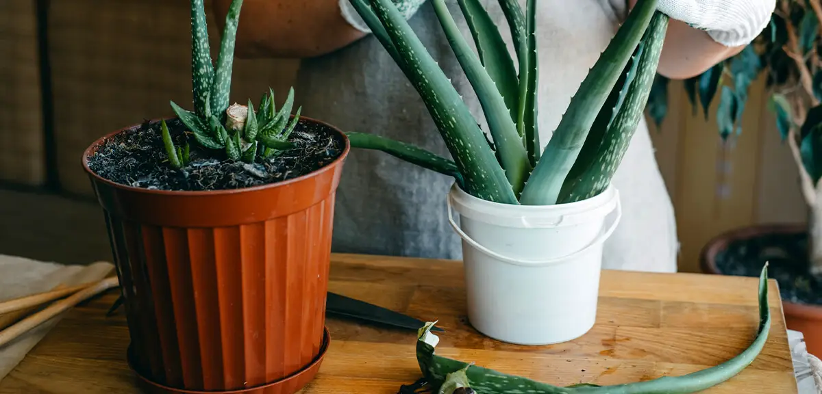 schultz-how-to-care-for-succulents-05