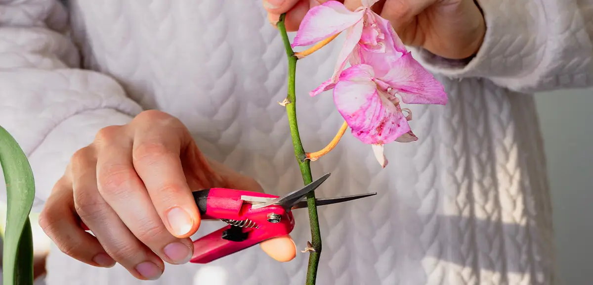 schultz-when-do-orchids-rebloom-07
