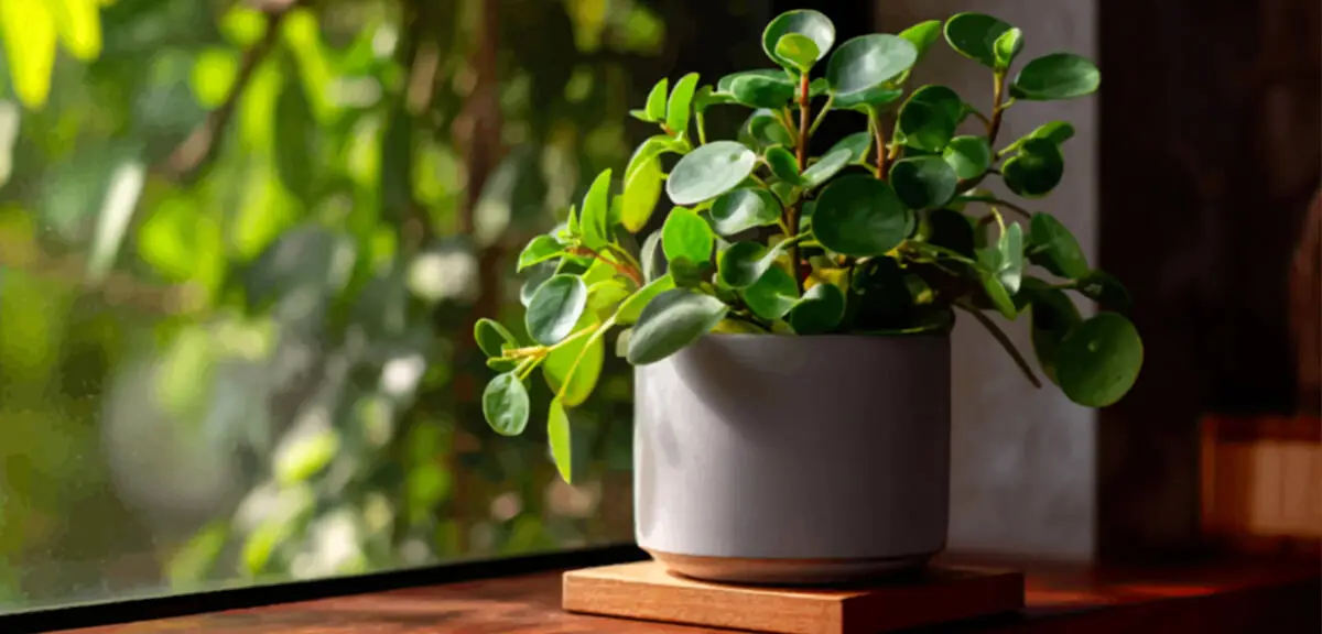 schultz-best-low-light-houseplants-02