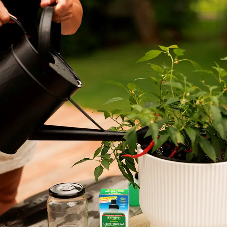 engrais-pour-plantes-schultz-comment-utiliser-etape-3-arroser