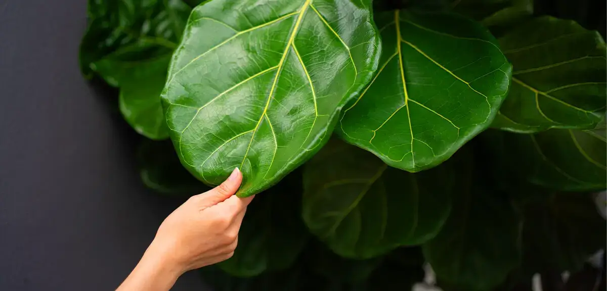 schultz-fiddle-leaf-fig-care-guide-01