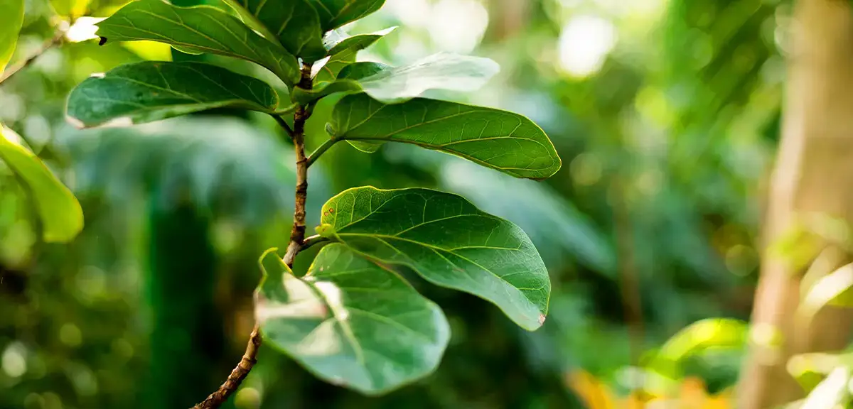 schultz-fiddle-leaf-fig-problem-issue-guide-01