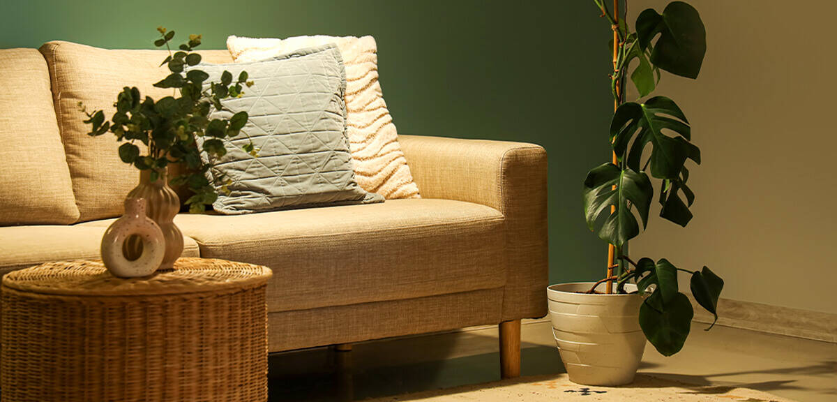 schultz-best-low-light-houseplants-01