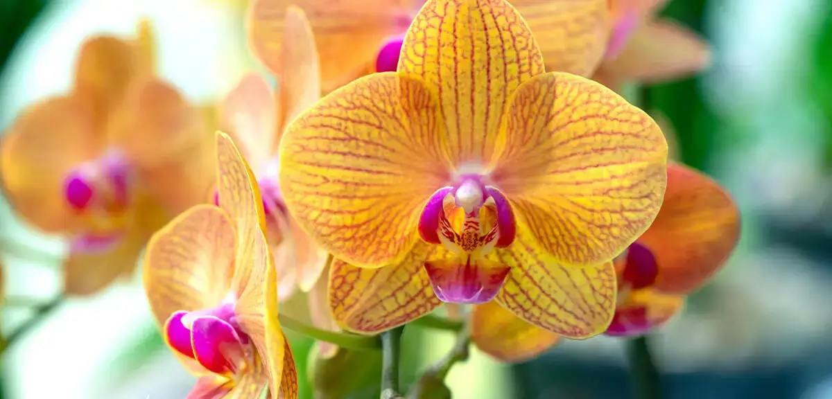 schultz-when-do-orchids-rebloom-01