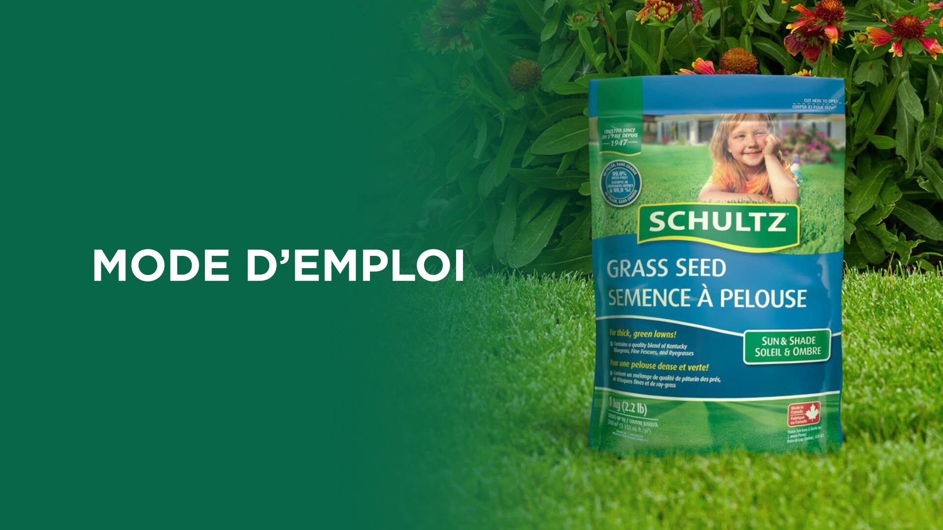 Comment utiliser la semence à pelouse Schultz 1 kg