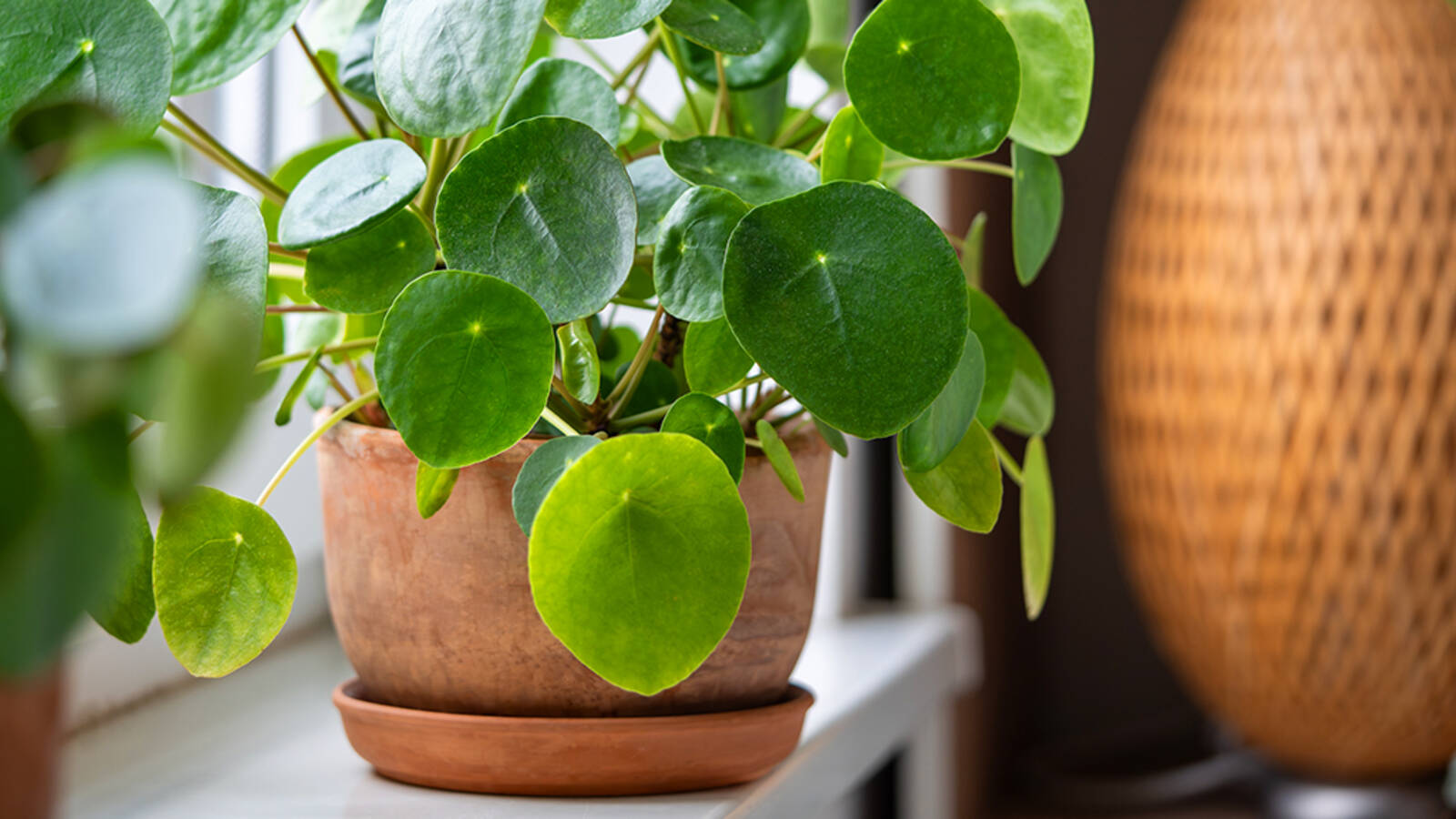 schultz-pilea-peperomioides-chinese-money-plant-care-01