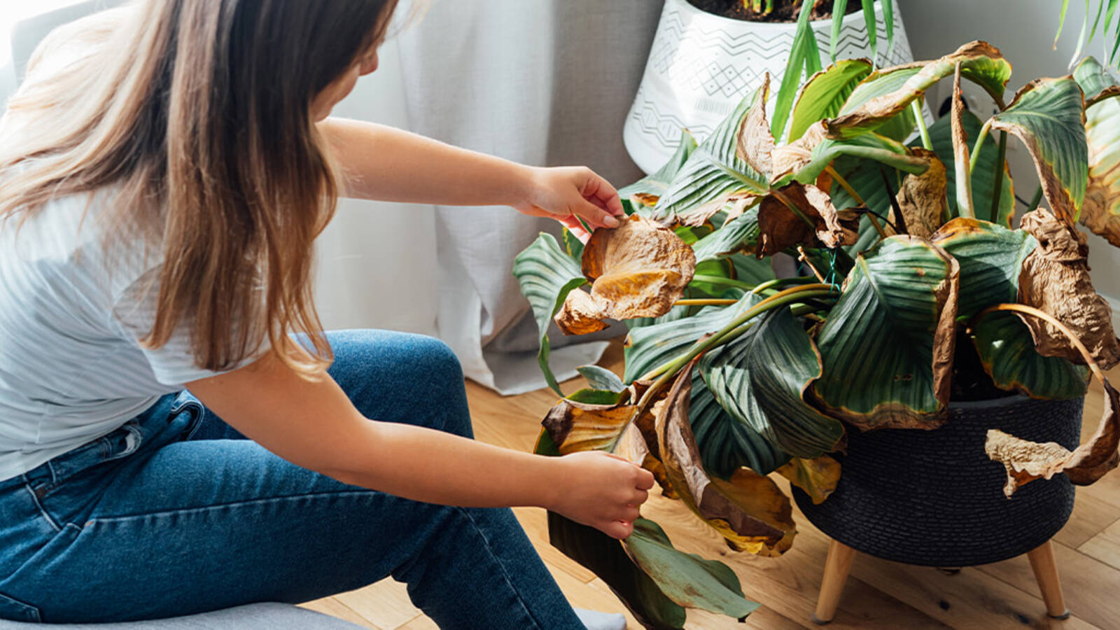 schultz-beginner-houseplant-mistakes-how-to-fix-01